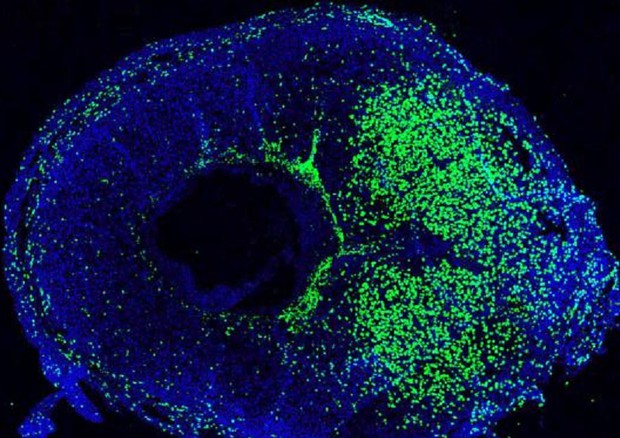 Nel midollo osseo il segreto della fertilità