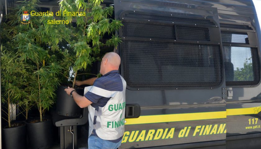 Coltivava piante di marijuana in casa, arrestato 30enne salernitano