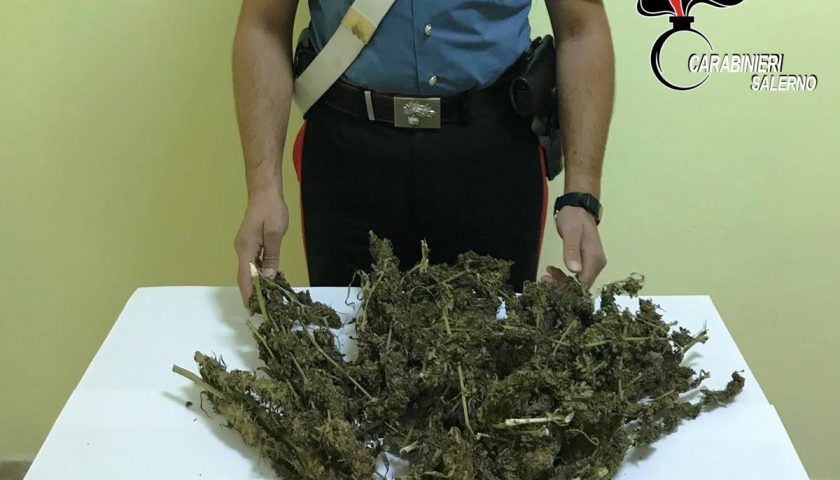 Lotta allo spaccio di droga, sequestrata una vasta coltivazione di marijuana