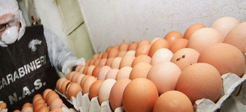 Salmonella, ritirate uova prodotte a Montecorvino Rovella