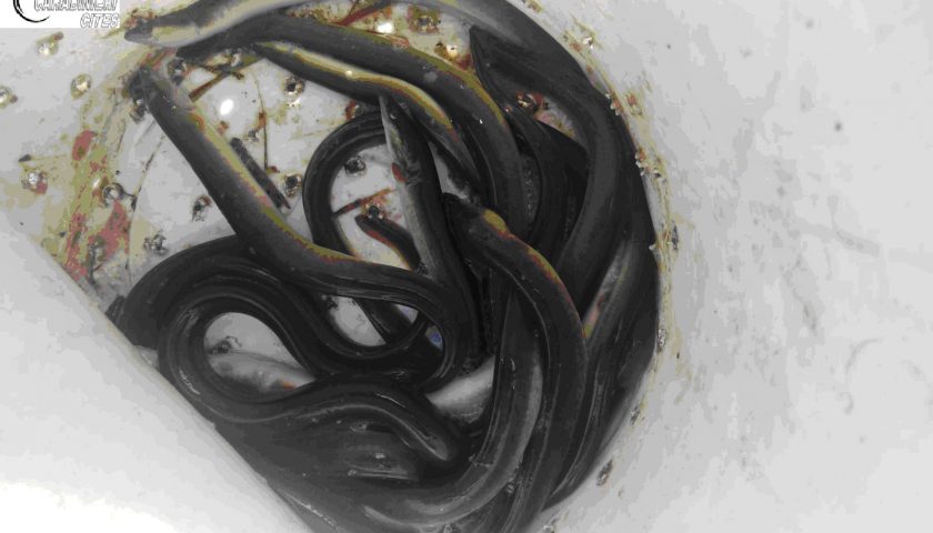 Bracconaggio specie ittiche tutelate presso la foce del Fiume Picentino