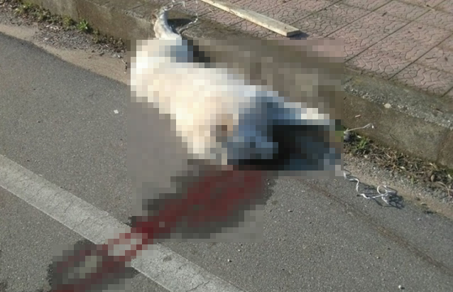 Cilento, litiga e lancia il cane dalla finestra