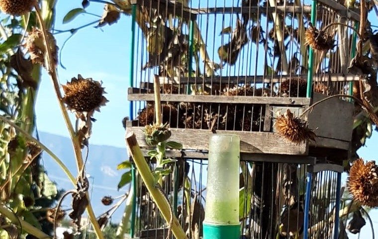 Operazione antibracconaggio nell’Agro Nocerino: denunciato un bracconiere per  uccellagione, furto venatorio e maltrattamento di animali