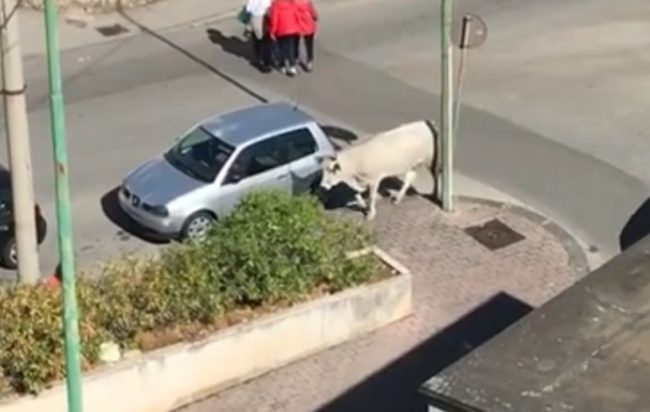 Salerno: mucca vaga per strada, segnalazione da via Moscato