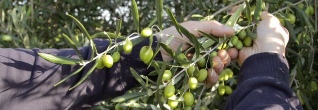 Cade mentre raccoglie le olive, muore a 81 anni davanti alla figlia