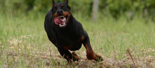 Bimba di quasi 3 anni aggredita da rottweiler, è in prognosi riservata