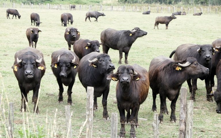 Travolto a Capaccio da una mandria di bufale, muore agricoltore