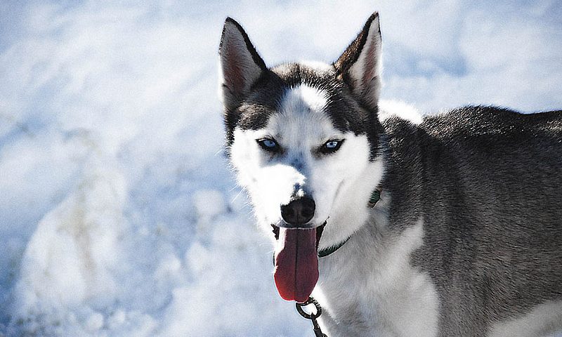 Cane inferocito a Battipaglia, aggredisce tre persone in un negozio