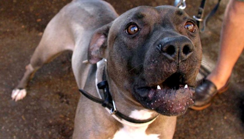 Nocera Inferiore, pitbull azzanna e uccide uno Yorkshire sotto gli occhi del padrone