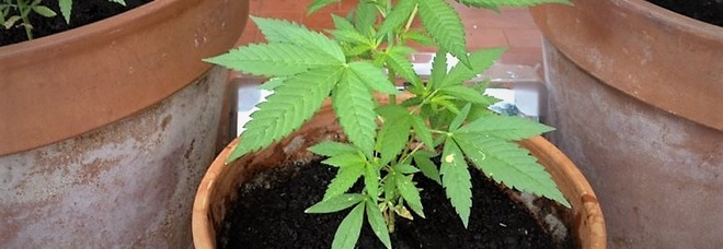 Rubano piante di cannabis, sotto inchiesta due nocerini