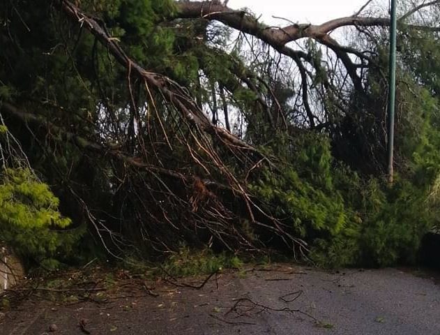 Salerno, il maltempo abbatte alberi a Casa Manzo: disagi e paura tra gli automobilisti