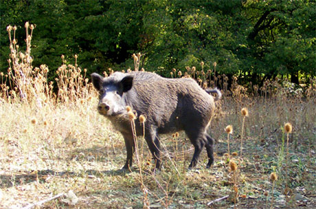 Pollica, cinghiale tiene in “ostaggio” una famiglia