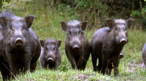 Emergenza cinghiali, in Campania i danni alle colture sono passati in 3 anni da 2 a 5 milioni di euro Emergenza cinghiali, in Campania i danni alle colture sono passati in 3 anni da 2 a 5 milioni di euro