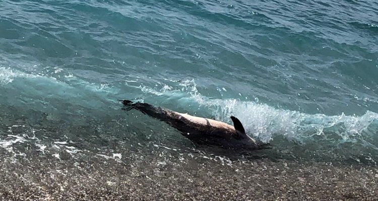 Capaccio, carcassa di delfino rinvenuta nei pressi di Foce Sele