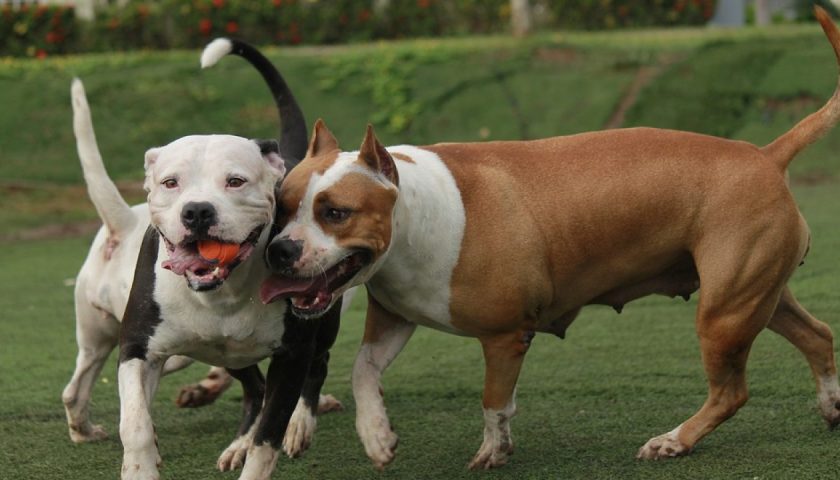 Difende il suo cagnolino e viene aggredito da due pitbull a Ogliastro Cilento