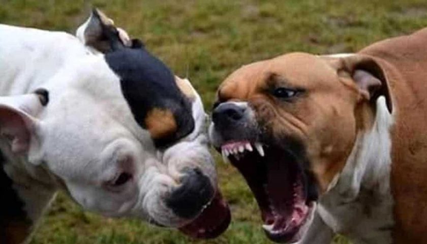 Cagnolino e padrona aggrediti da un pittbull a Nocera Inferiore