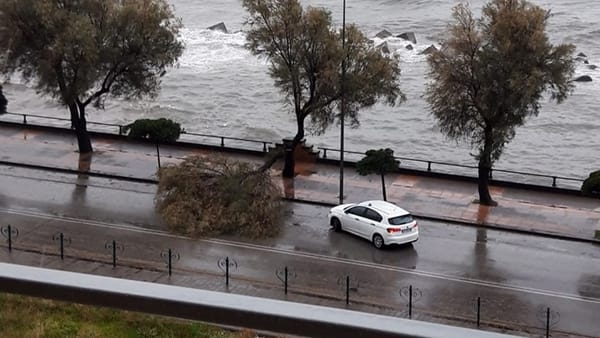 Maltempo: albero cade sul Lungomare Tafuri, tragedia sfiorata a Salerno