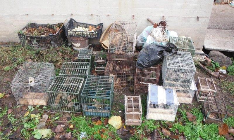 Detenzione di fauna protetta a San Valentino Torio: sequestrati 39 esemplari