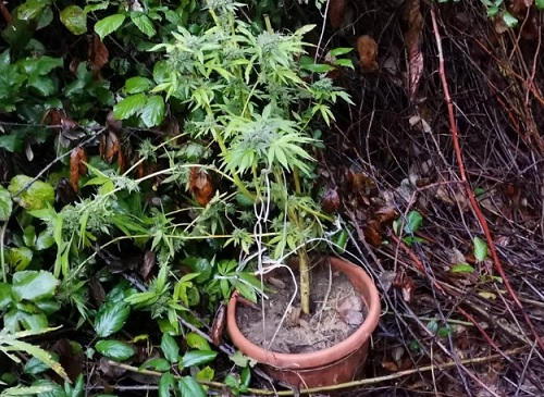 Controlli antidroga a Nocera, la polizia sequestra 20 piante di marijuana. Giovane nei guai