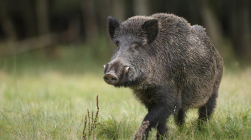 Battipaglia, cinghiale sbuca fuori sulla Provinciale e motociclista finisce nella scarpata