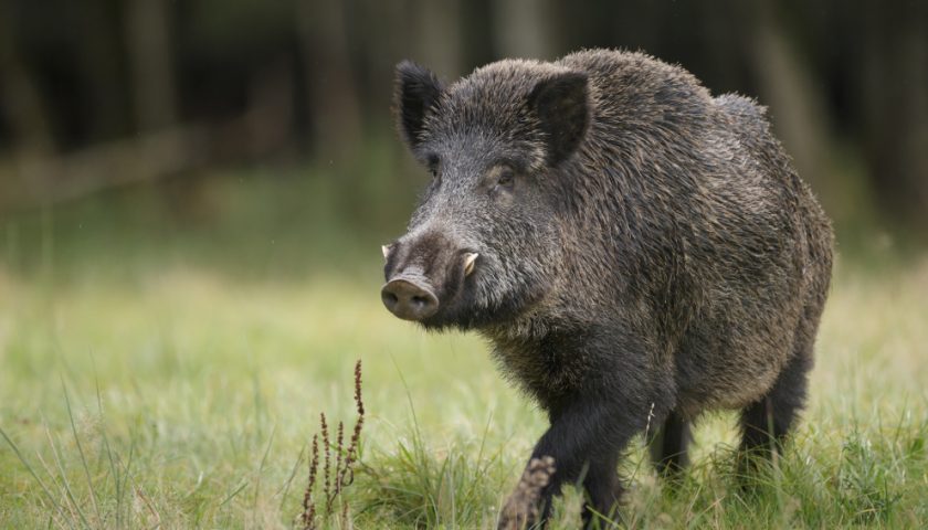 Cilento, peste suina: trovate tre carcasse di cinghiale positive al virus