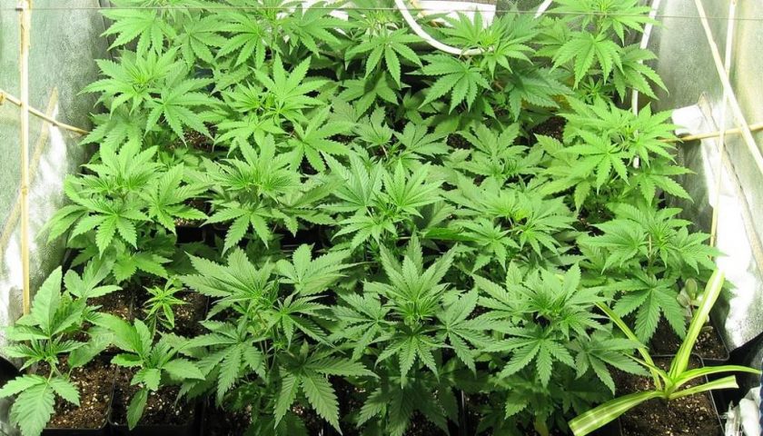 Marijuana indoor e schede Sim “Lycamobile”, arrestato un 31enne di Pontecagnano
