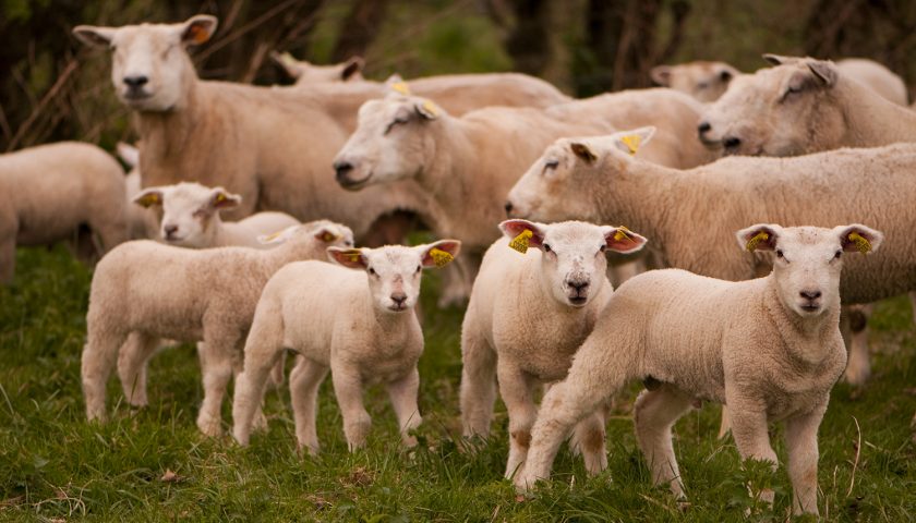 Raccolti e oliveti distrutti dagli ovini a Giffoni Sei Casali, caccia ai pastori incivili