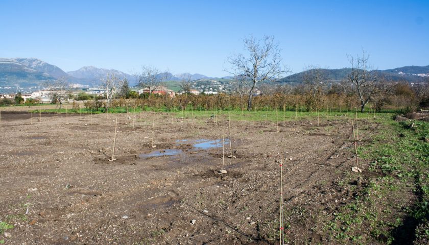 Ambiente, piantati i primi 700 alberi a Pontecagnano Faiano