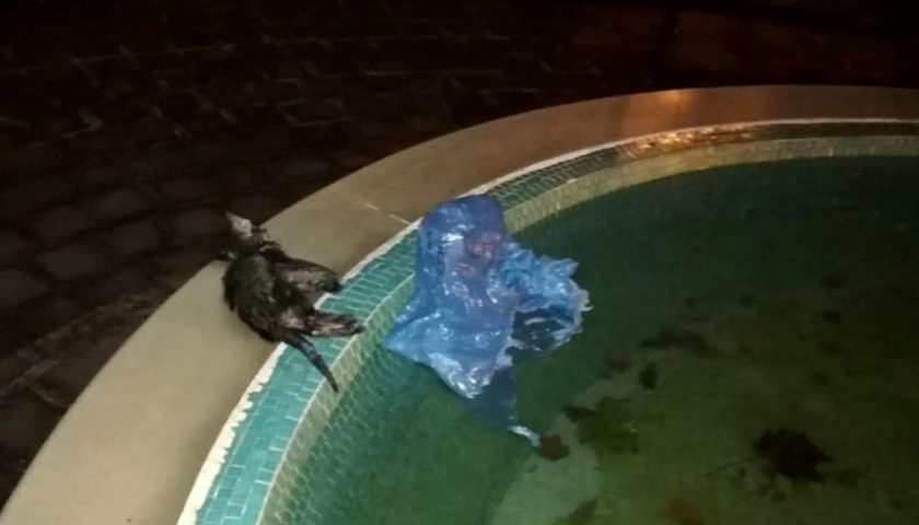 Choc a Rofrano, gattino trovato affogato in una fontana: la denuncia