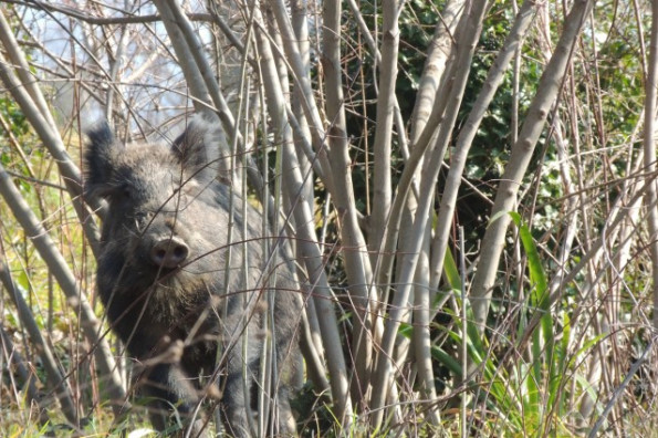 Allevatore aggredito da un cinghiale a Sant’Angelo a Fasanella: finisce in ospedale