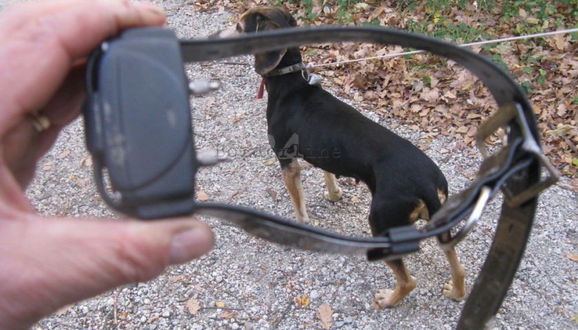 Cane smarrito a Castellabate, abbraccia il padrone dopo 10 anni grazie al microchip