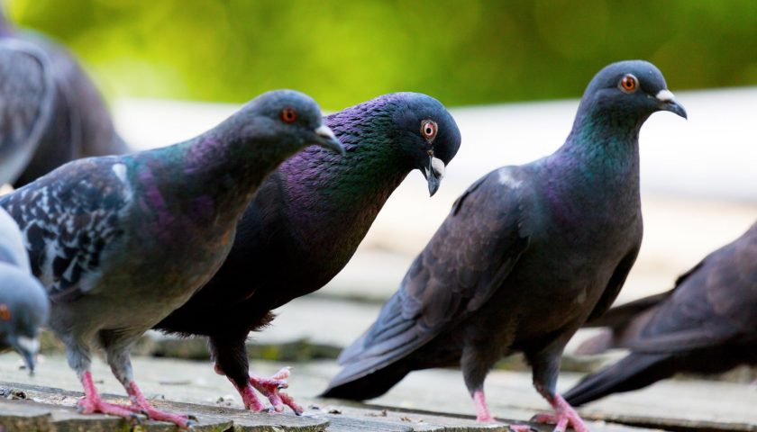 Il Comune di Minori: basta dare da mangiare agli animali in strada