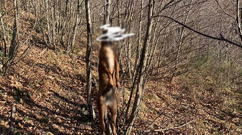 Cane impiccato ad Agerola, l’associazione animalista mette una taglia di 2mila euro sulla cattura del responsabile