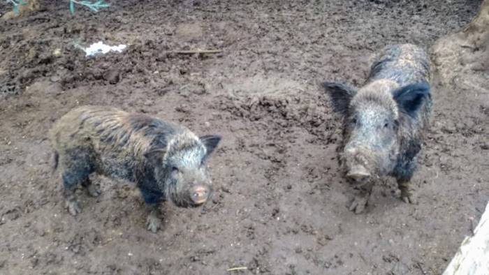 Allevamento abusivo di bovini, sequestro degli animali e imprenditore di Campagna denunciato