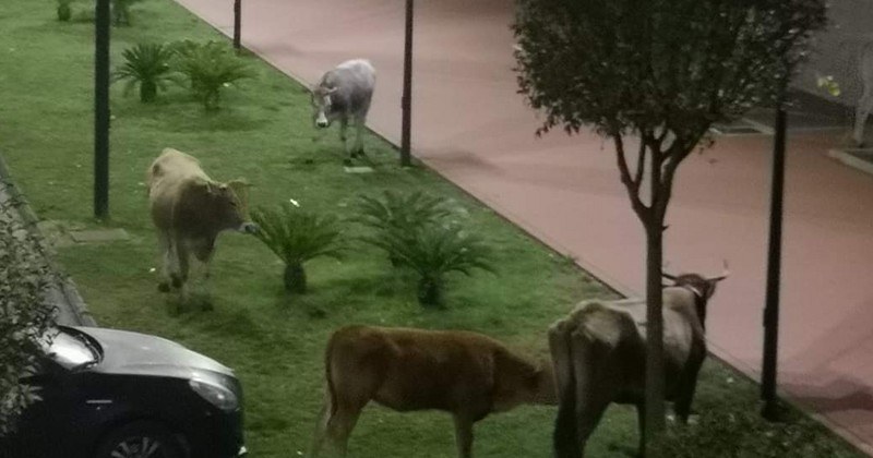 Baronissi, bovini in strada nel quartiere Cariti