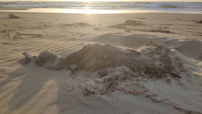 Orrore a Capaccio/Paestum, ritrovate carcasse di bufalini in spiaggia. L’ira degli animalisti