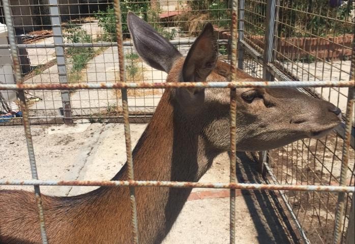 Torna libera nel giorno di San Valentino la Cerva del Convento di San Francesco a cava de’ Tirreni