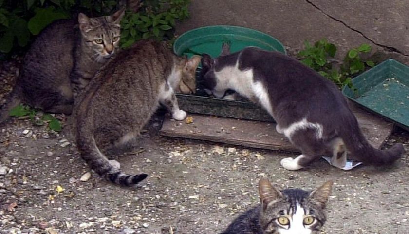 Pisciotta, gatti usati come bersagli: colpiti da dardi, indagano i carabinieri