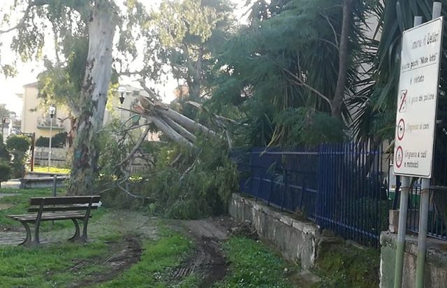 Bellizzi, tragedia sfiorata per la caduta di un albero. Il consigliere Maddalo: “Amministrazione superficiale”