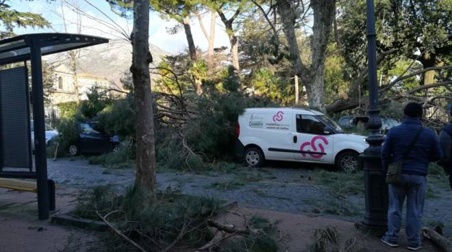 Cava de’ Tirreni, iniziata la perizia sull’albero che ha ucciso l’oculista Gioacchino Mollo