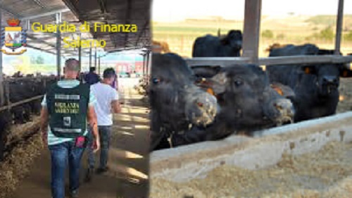 Scarichi nel fiume Calore ed lavoratore in nero: sigilli ad azienda di Albanella