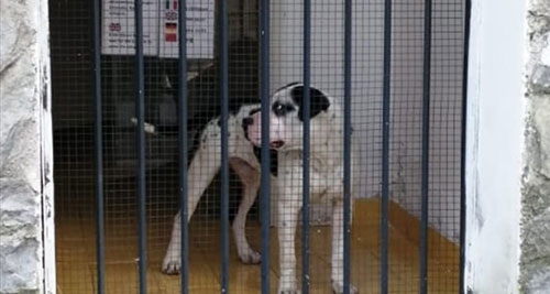 Cani nel recinto legati con la catena a Battipaglia, scatta la denuncia