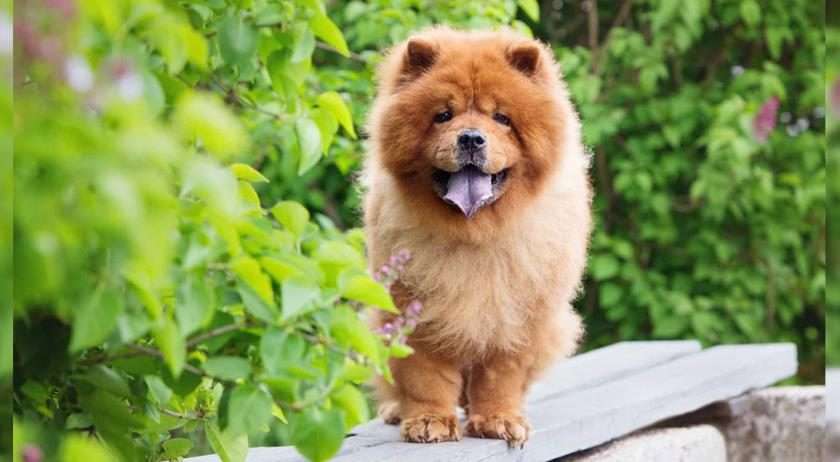 Vendita-truffa dei cani di razza a Sarno, altra inchiesta dopo il caso Lautaro