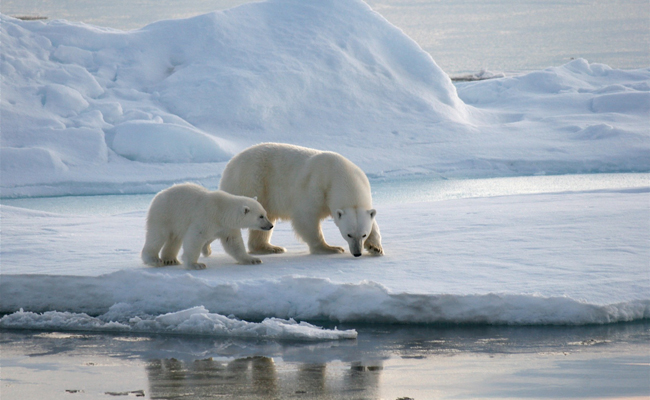 Allarme clima: prima del 2050 il polo Nord sarà senza ghiacciai