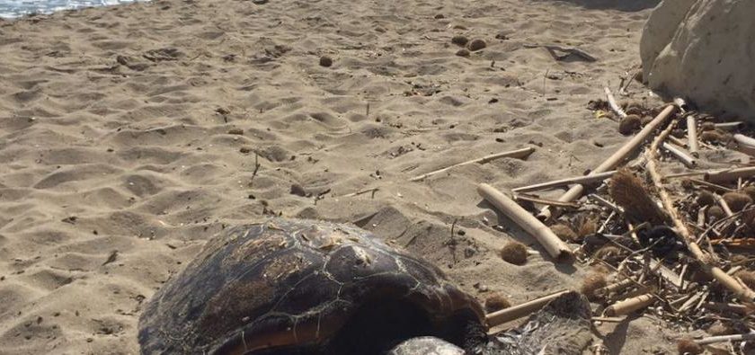 Salerno, tartaruga caretta caretta trovata morta in spiaggia tra Pastena e Torrione