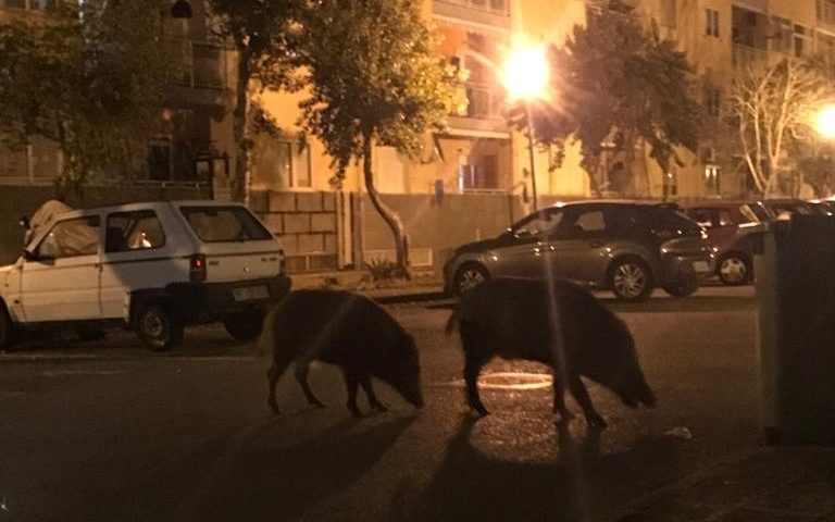 Salerno, la natura si riprende I propri spazi: cinghiali in strada a Sant’Eustachio