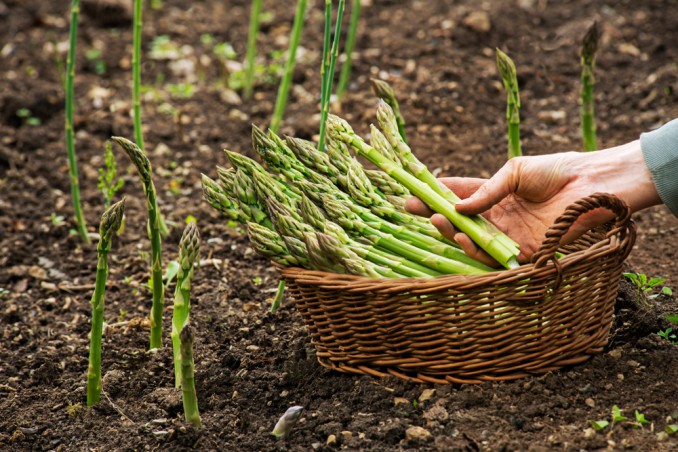 Escono di casa per andare a raccogliere asparagi: multati a Sessa Cilento due uomini di Pollica