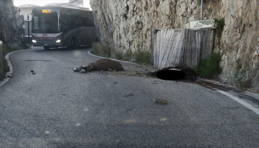 Due muli scappano dalla stalla e precipitano per 70 metri a Furore