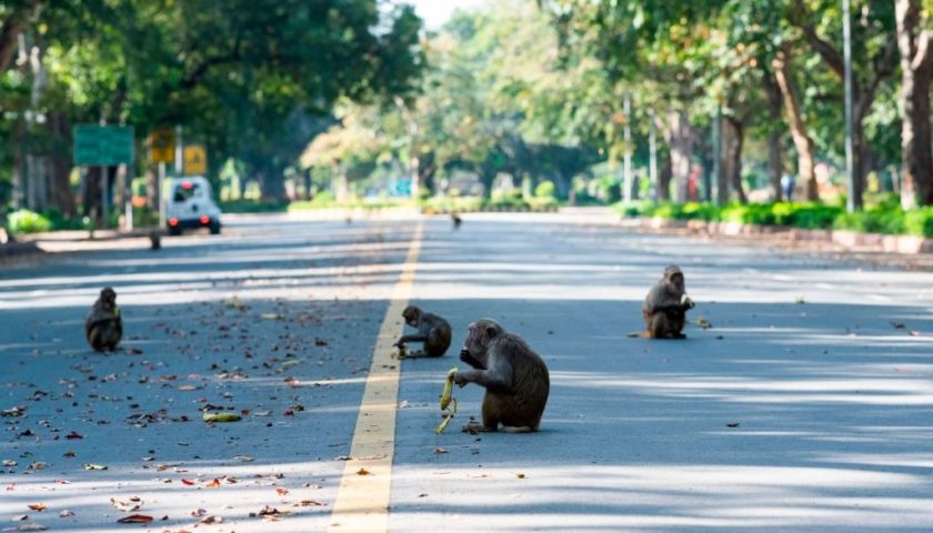 CORONAVIRUS nel mondo. In INDIA gli animali invadono le città