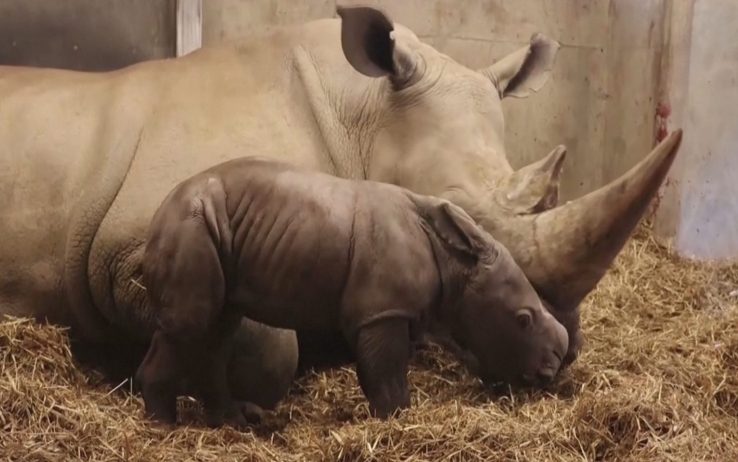 CORONAVIRUS NEL MONDO. NELLO ZOO DI COPENAGHEN E’ NATO UN RINOCERONTE BIANCO